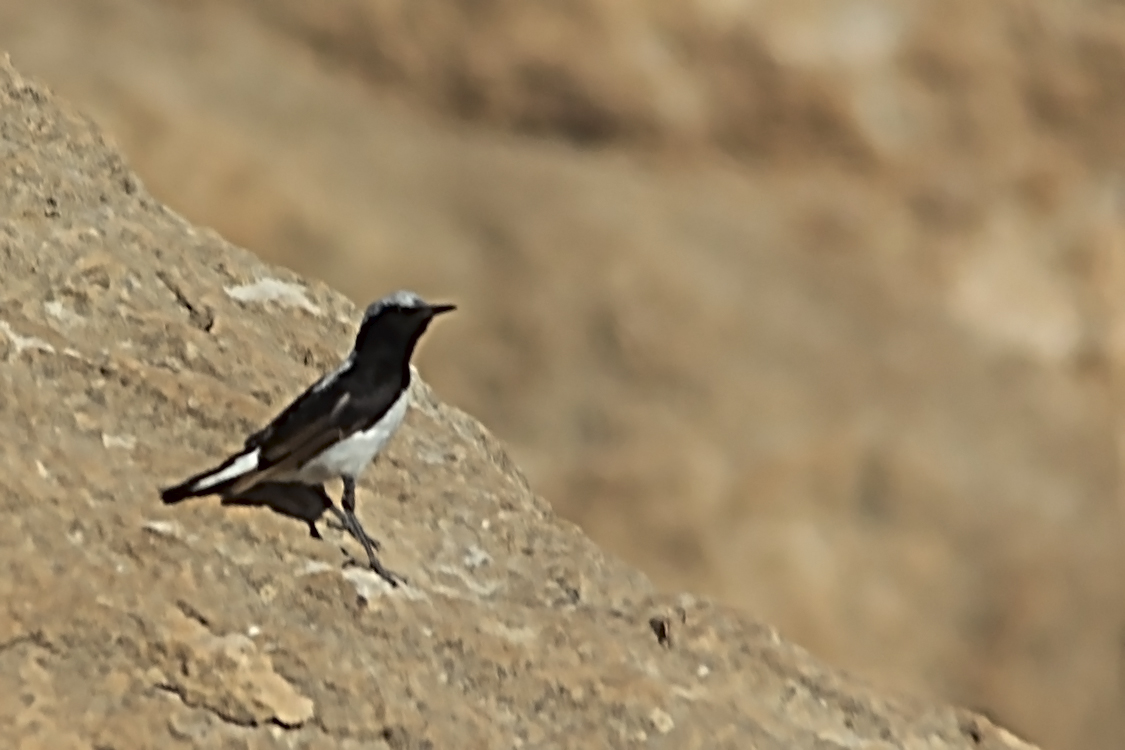 Finsch's Wheatear